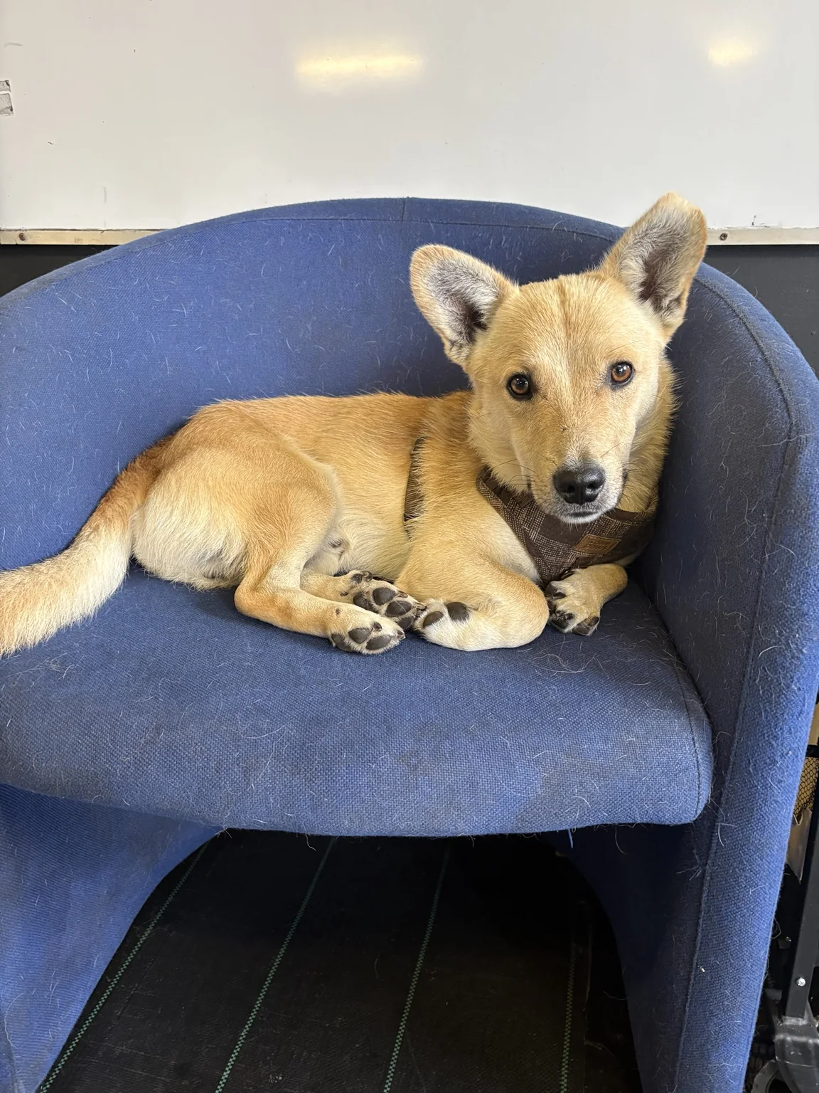 Dog at Only Dugs daycare