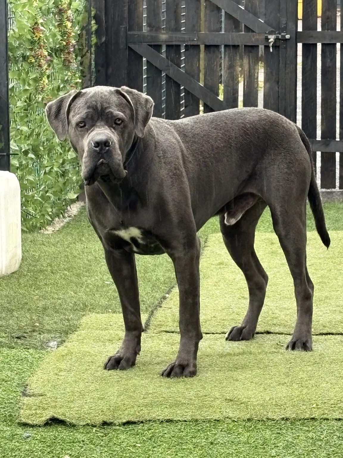 Dog at Only Dugs daycare
