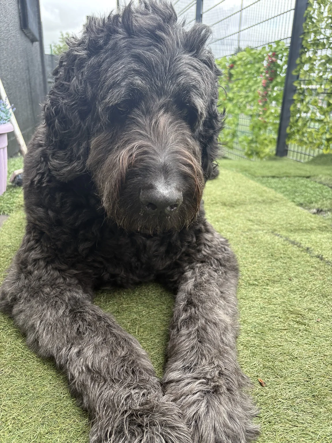 Dog at Only Dugs daycare