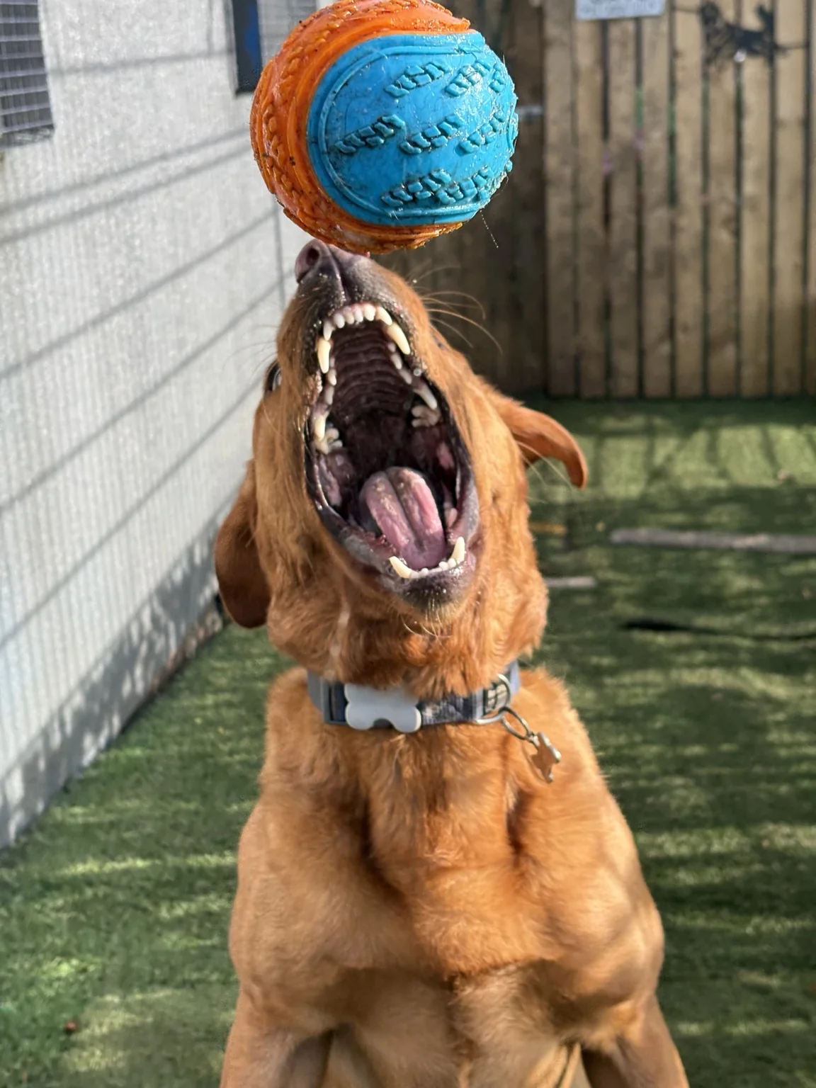 Only Dugs daycare dog playing with a ball